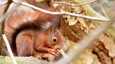 Eichhörnchen (9).jpg